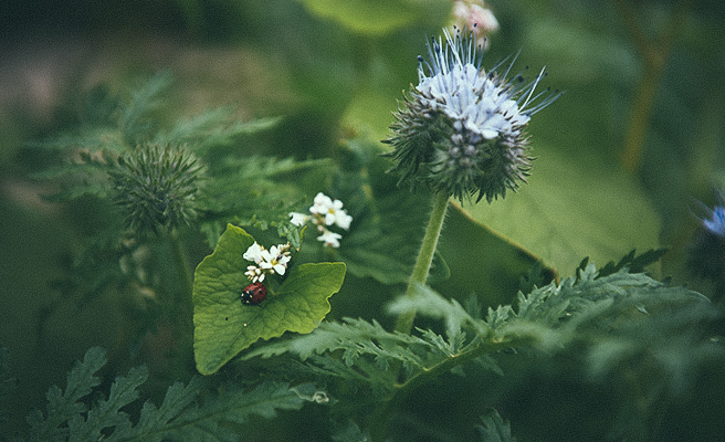 Planter med insekter